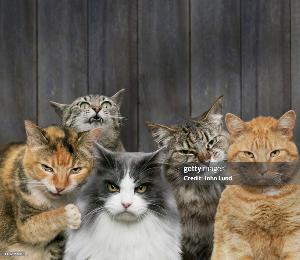 40,000+ Angry Cat Stock Photos, Pictures & Royalty-Free Images