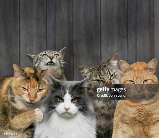 angry cats - five animals stock pictures, royalty-free photos & images