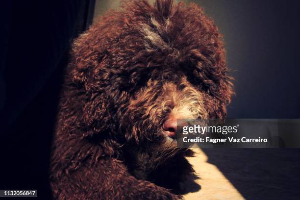 brown puppy on the sun - cão 個照片及圖片檔