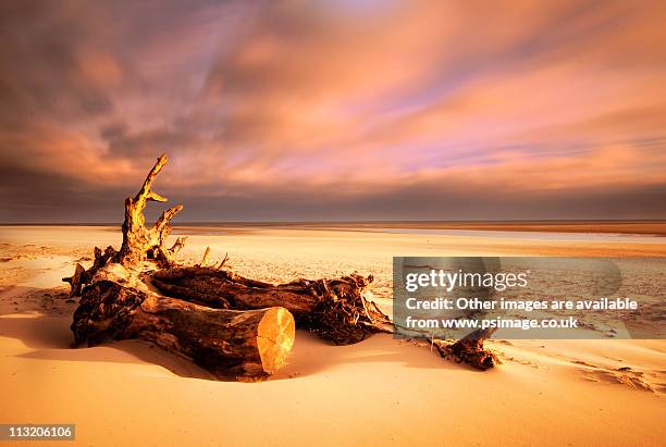 driftwood, alnmouth beach, northumberland - alnmouth beach ストックフォトと画像