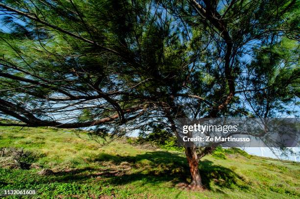 tree - preservação ambiental stock pictures, royalty-free photos & images