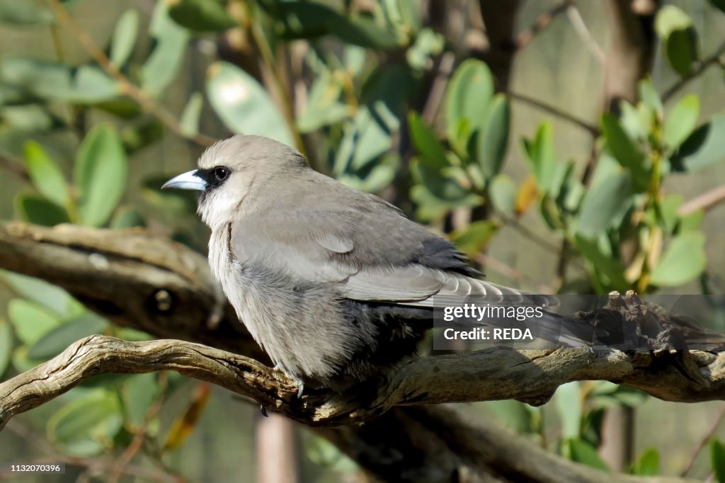 Artamus cinereus. Black-faced Woodswallow. Outback. Australia