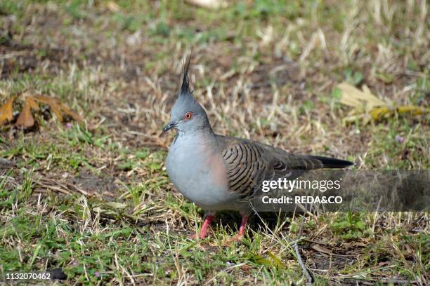 Ocyphaps lophotes. Crested Pigeon. Australia. Southern Territories.