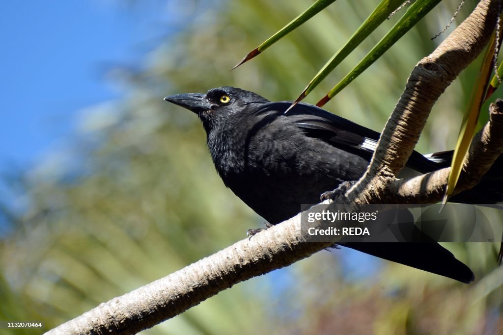 Strepera graculina. Pied Currawong. Australia. Southern Territories