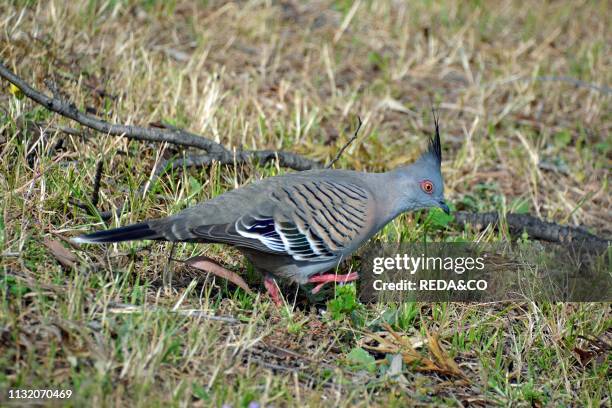 Ocyphaps lophotes. Crested Pigeon. Australia. Southern Territories.