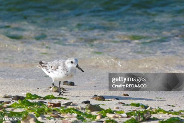 Sanderling in the beach. Gran Roque. Archipelago Los Roques National Park. Venezuela. South America.