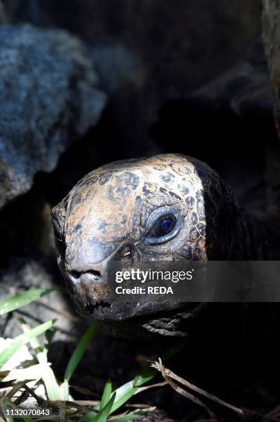 Rare Aldabra giant tortoise . Nosy Komba. Madagascar. Africa.