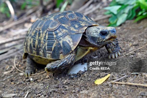 Rare Flat-backed spider tortoise . Nosy Komba. Madagascar. Africa.