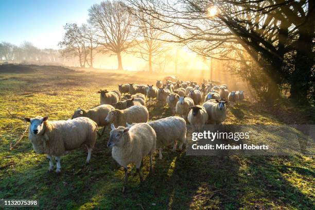 flock of sheep at dawn in penallt, monmouthshire - grazing stock pictures, royalty-free photos & images