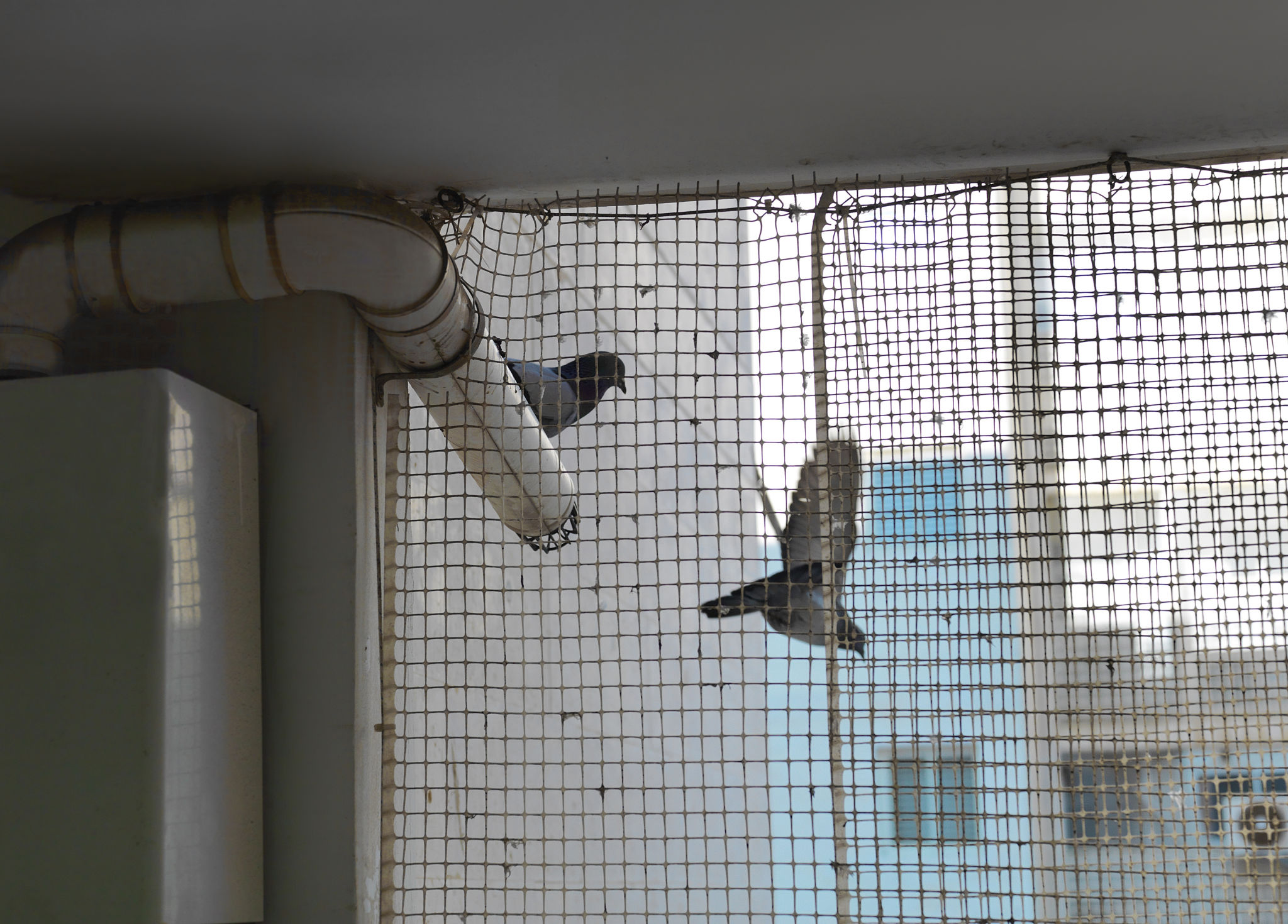 bird safety devices