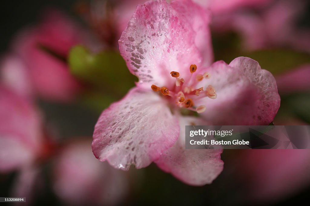 Crab Apple Tree Branches