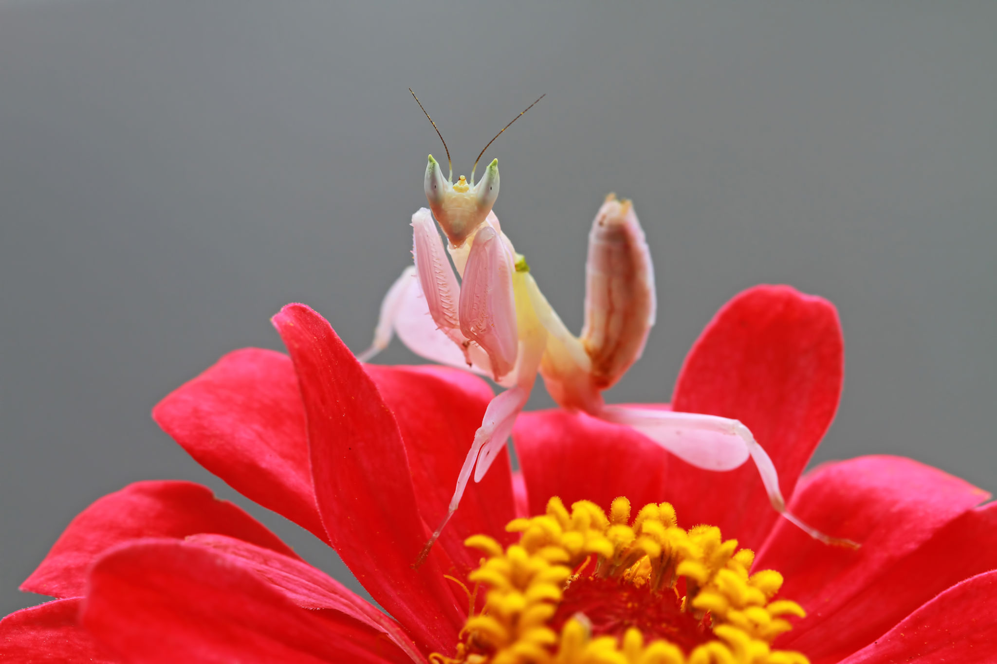 Beautiful orchid mantis on red flower, orchid mantis Beautiful orchid mantis on red flower, orchid mantis