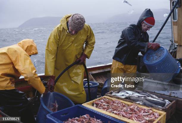 Tarbert Fish 701 Tarbert Stock Photos, High-Res Pictures, and Images - Getty Images