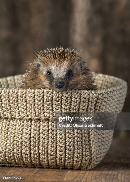 cute young hedgehog in the knitted basket. - igel stock-fotos und bilder