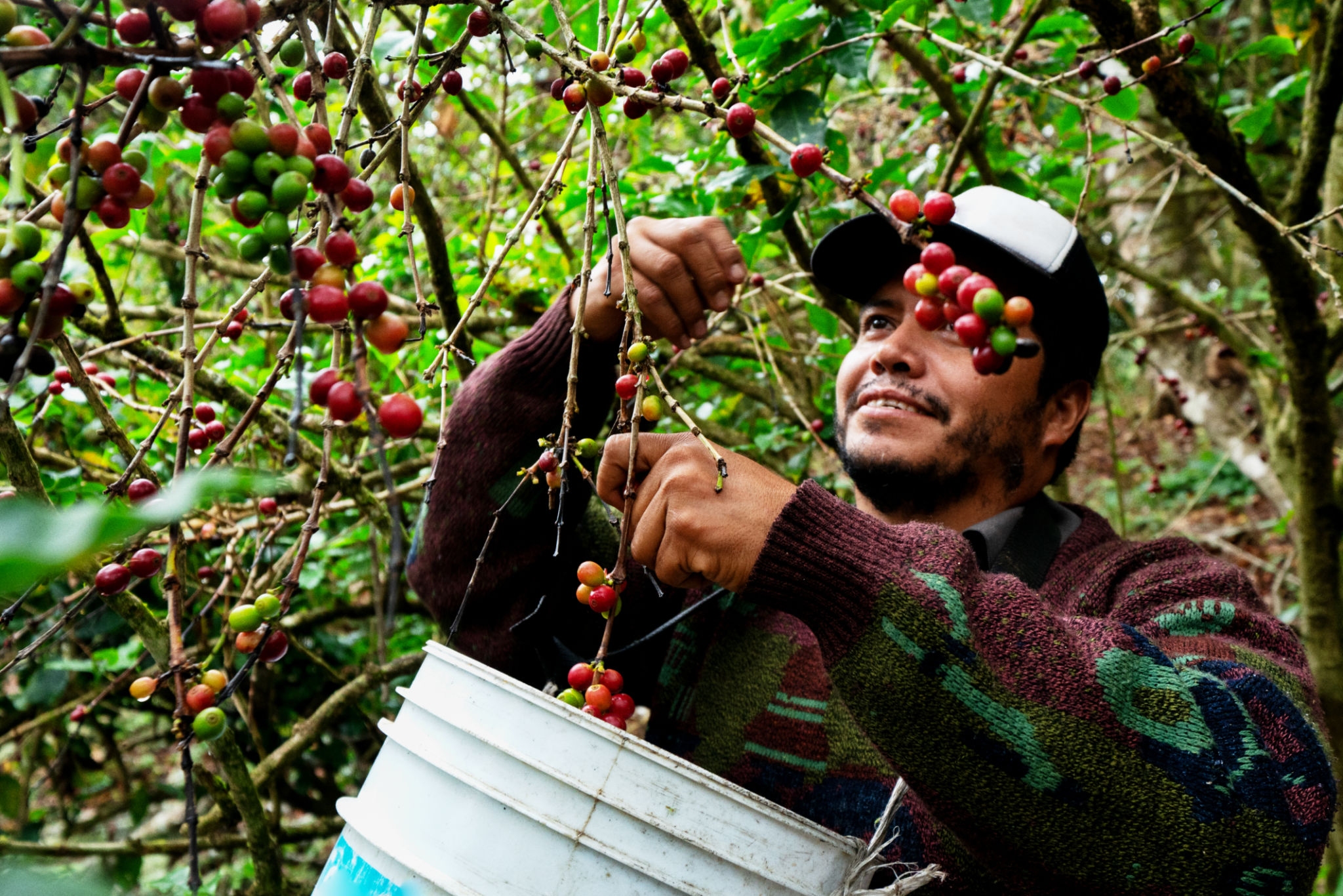 Mexican agriculture
