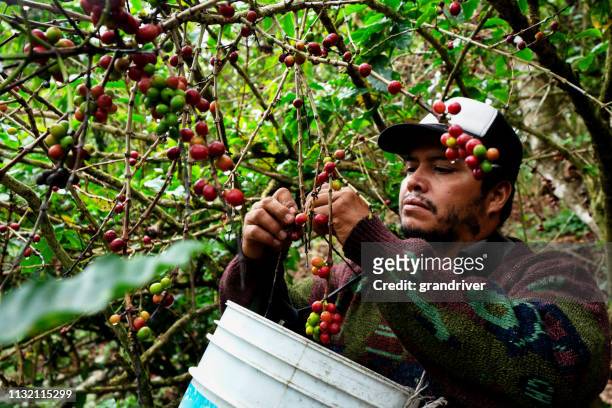 een koffieplantage werknemer oogsten rijpe kersen uit een koffie boom - tree farm stockfoto's en -beelden