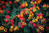 Umbelanterna Lantana camara, or big-sage, wild-sage, red-sage, white-sage, tickberry , and West Indian lantana, a species of colorful flowers