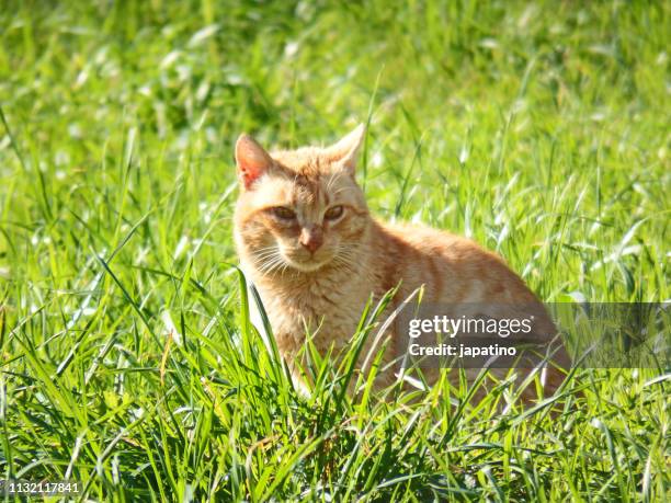 stray cat - gato doméstico stock-fotos und bilder