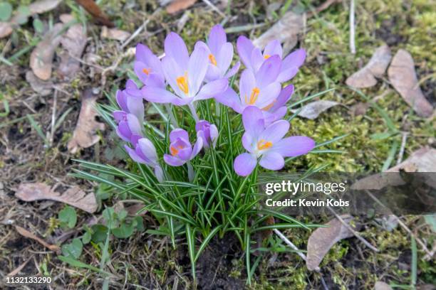 crocuses on a meadow during spring in february 2019. - traumhaft fotografías e imágenes de stock