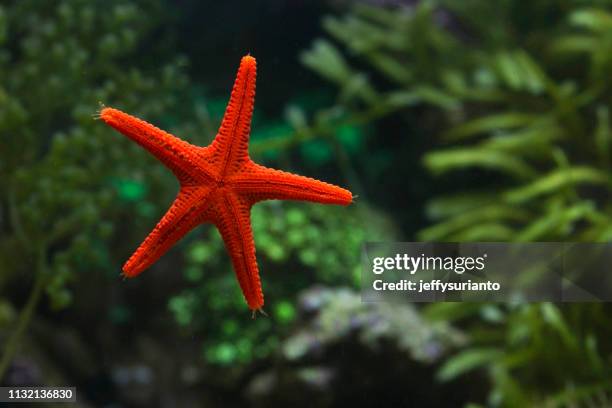 close-up of a starfish, indonesia - starfish stock-fotos und bilder