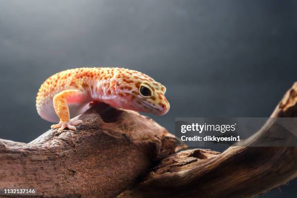 leopard gecko on a piece of wood, indonesia - leopard gecko stockfoto's en -beelden
