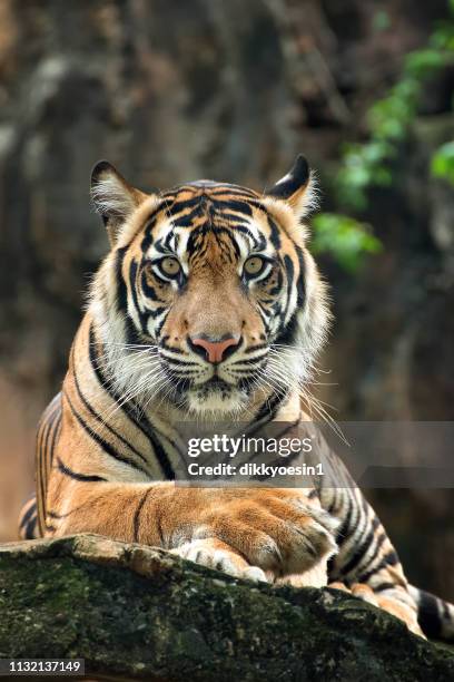 portrait of a bengal tiger, indonesia - a bengal tiger stockfoto's en -beelden