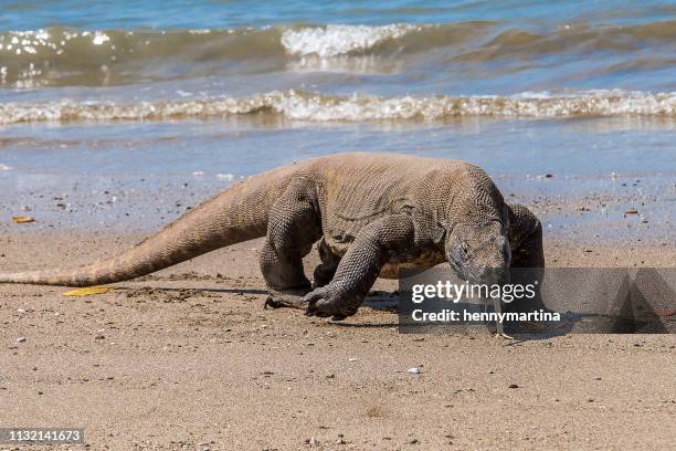 komodo dragon on the beach, komodo island, east nusa tenggara, indonesia - komodo dragon stock pictures, royalty-free photos & images