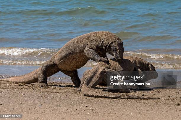 two komodo dragons fighting on the beach, komodo island, east nusa tenggara, indonesia - komodo island stock-fotos und bilder