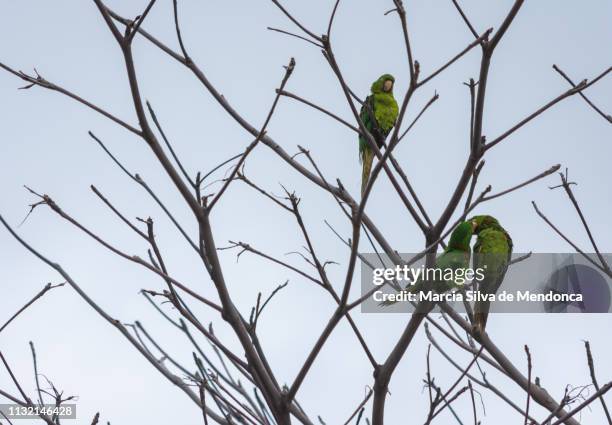 a show of affection among birds, much like parrots, among the dry branches of a tree. - ao ar livre bildbanksfoton och bilder