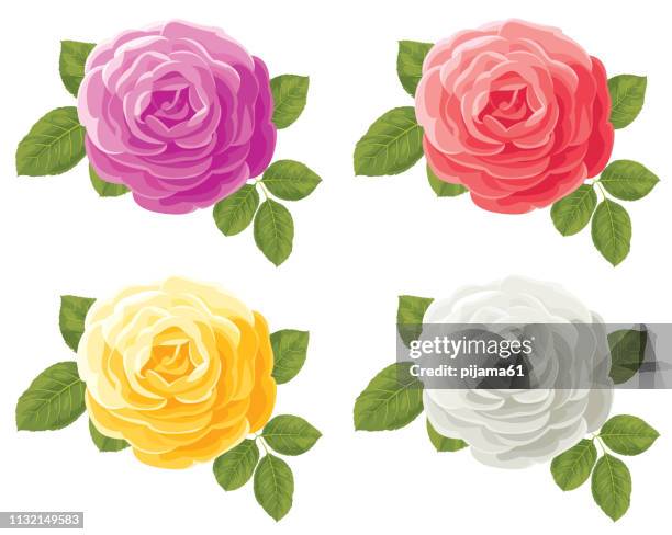 ilustraciones, imágenes clip art, dibujos animados e iconos de stock de conjunto de cuatro rosas de colores - rosa color