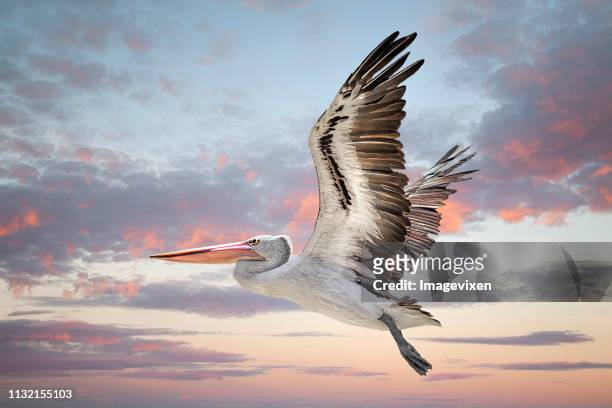 australian pelican (pelecanus conspicillatus)  in flight, western australia, australia - pelicano imagens e fotografias de stock