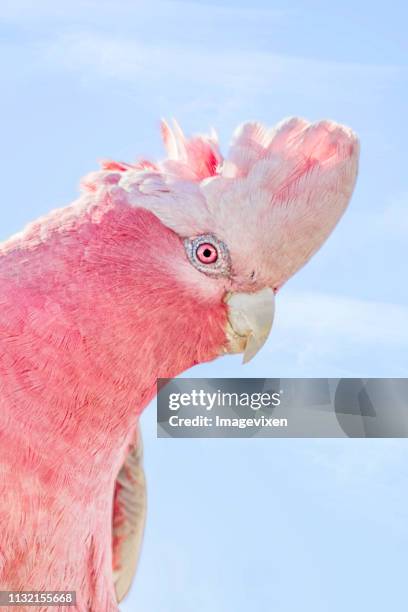 portrait of a rose-breasted cockatoo, australia - cockatoo stock-fotos und bilder