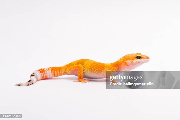 portrait of a leopard gecko, indonesia - gecko leopard stock pictures, royalty-free photos & images