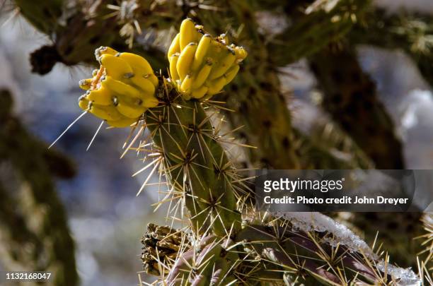 tree cholla cactus in winter - los alamos new mexico stock pictures, royalty-free photos & images