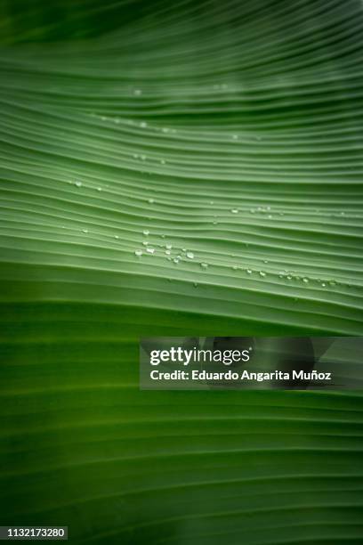 green leaf - banana plantation stock pictures, royalty-free photos & images