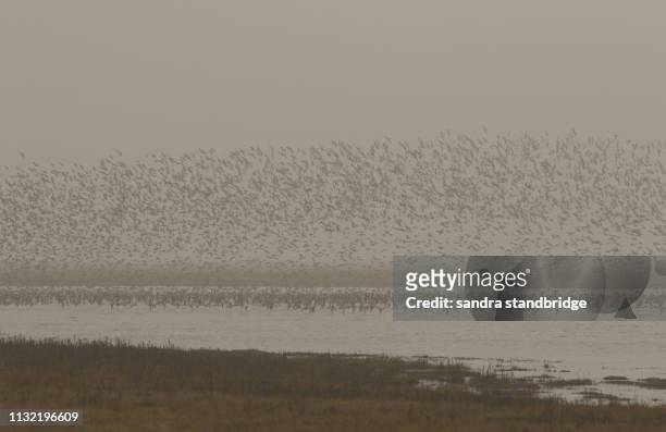 thousands of wading birds flying together in an impressive formation, on a high spring tide on a dark misty winters morning on the norfolk coastline. as the tide rushes in they fly to dryer land. - wader bird stock pictures, royalty-free photos & images