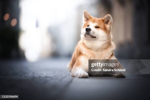 akita city portrait - niedlich stock pictures, royalty-free photos & images