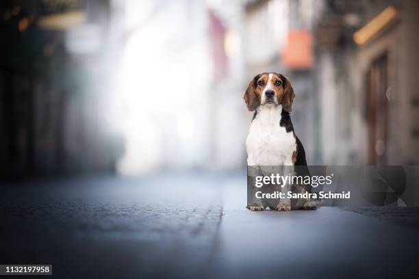 cute beagle in the city - ビーグル ストックフォトと画像