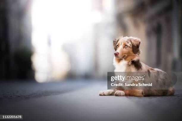 aussie puppy in the city - städtische straße stock pictures, royalty-free photos & images