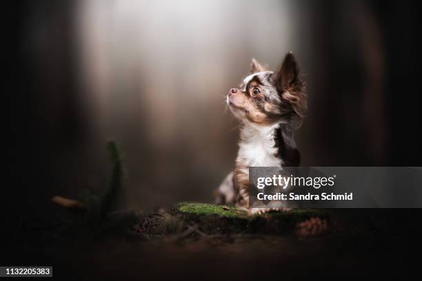 chihuahua in the forest - wachsamkeit stock pictures, royalty-free photos & images