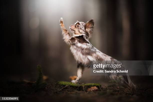 chihuahua doing a trick - in bodenhöhe stock pictures, royalty-free photos & images