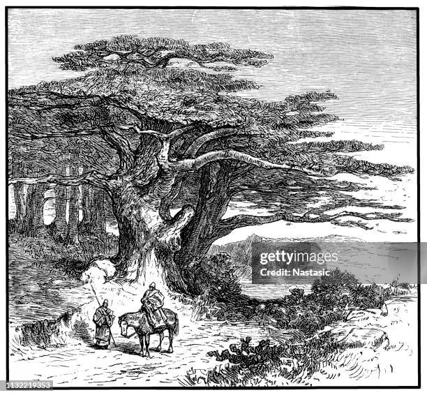 cedrus libani (zeder des libanon) - cedar tree stock-grafiken, -clipart, -cartoons und -symbole
