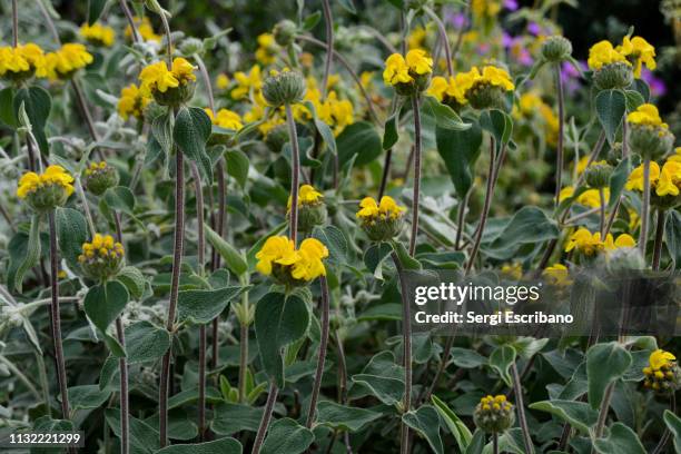 field of plants phlomis fruticosa (jerusalem sage) in spring - jerusalem sage stock pictures, royalty-free photos & images