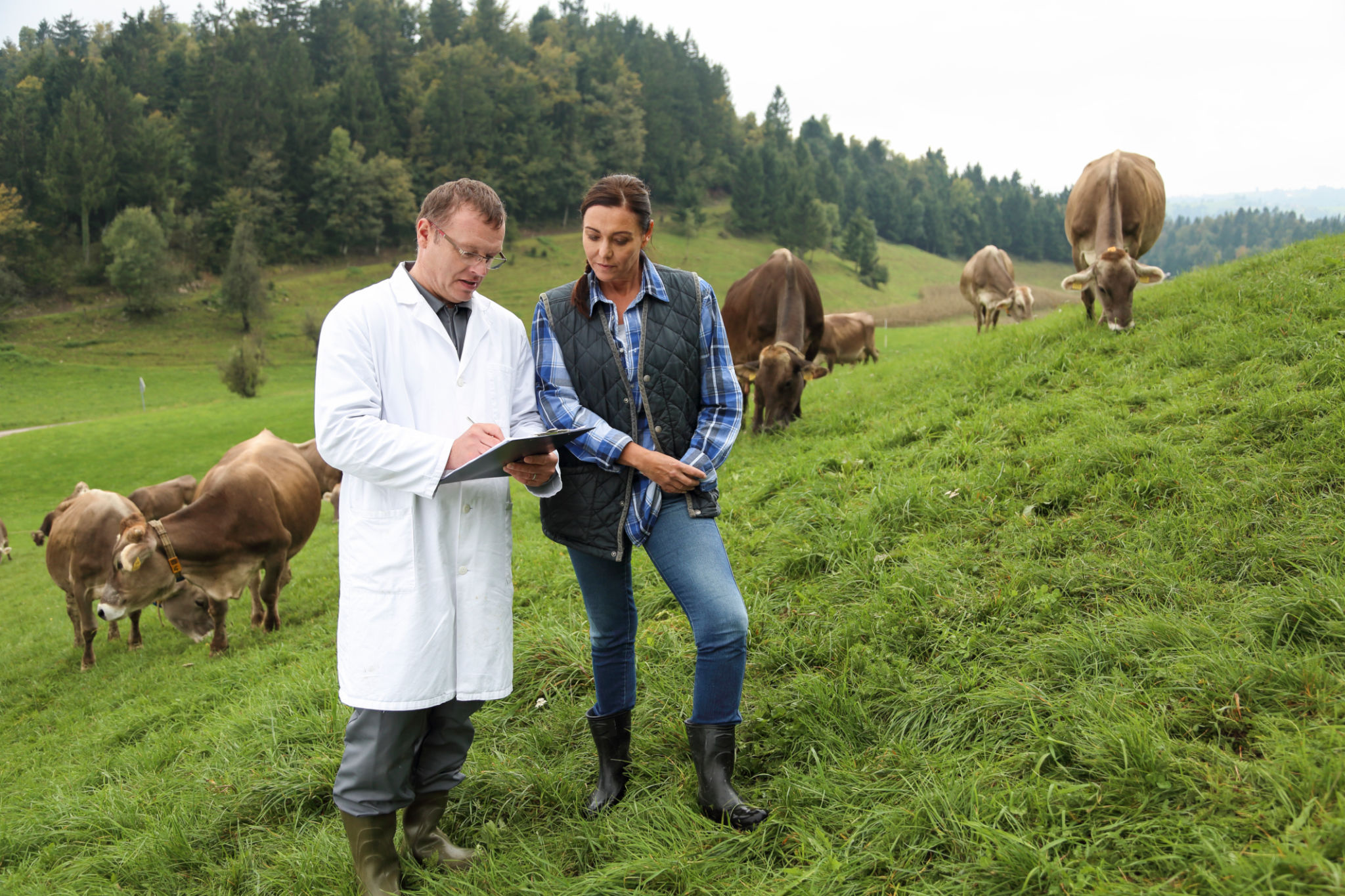 Veterinarian and female farmer inspecting livestock on pasture Veterinarian and female farmer inspecting livestock on pasture