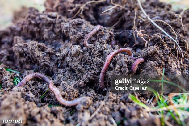 jardiner - ver de terre - terres sauvages et cultivées stock pictures, royalty-free photos & images