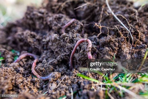 jardiner - ver de terre - terres sauvages et cultivées stock pictures, royalty-free photos & images