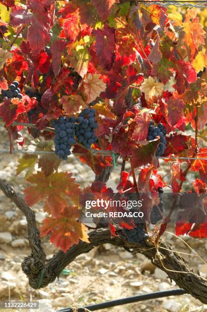 Castello di Ama winery. Vigneto Bellavista vineyard. Borgo di Ama. Localitˆ Ama. Gaiole in Chianti. Tyscany. Italy. Europe.