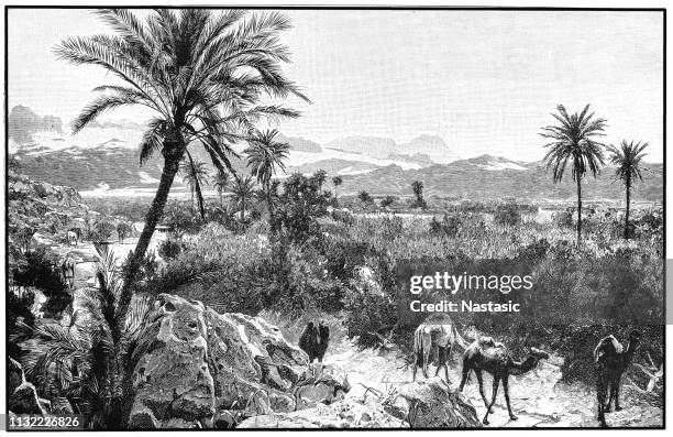 oasis in petra (present-day jordan) arabia - camel petra stock illustrations