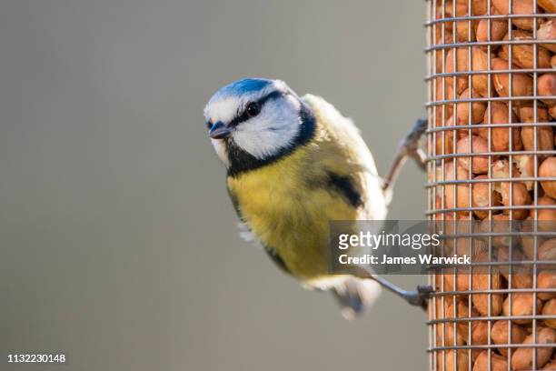 eurasian blue tit on peanut bird feeder - bird feeder stock pictures, royalty-free photos & images