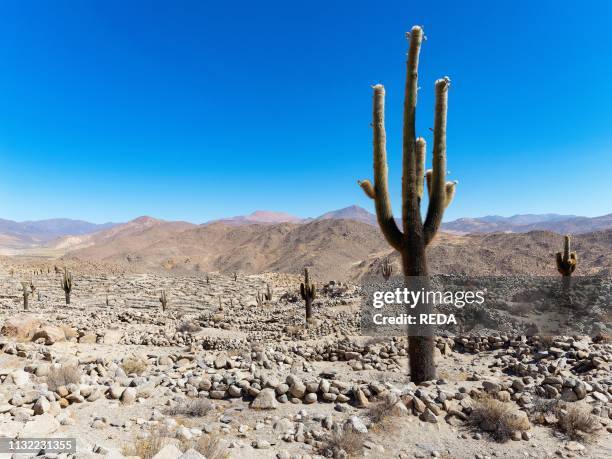 13 Tastil Stock Photos, HighRes Pictures, and Images Getty Images